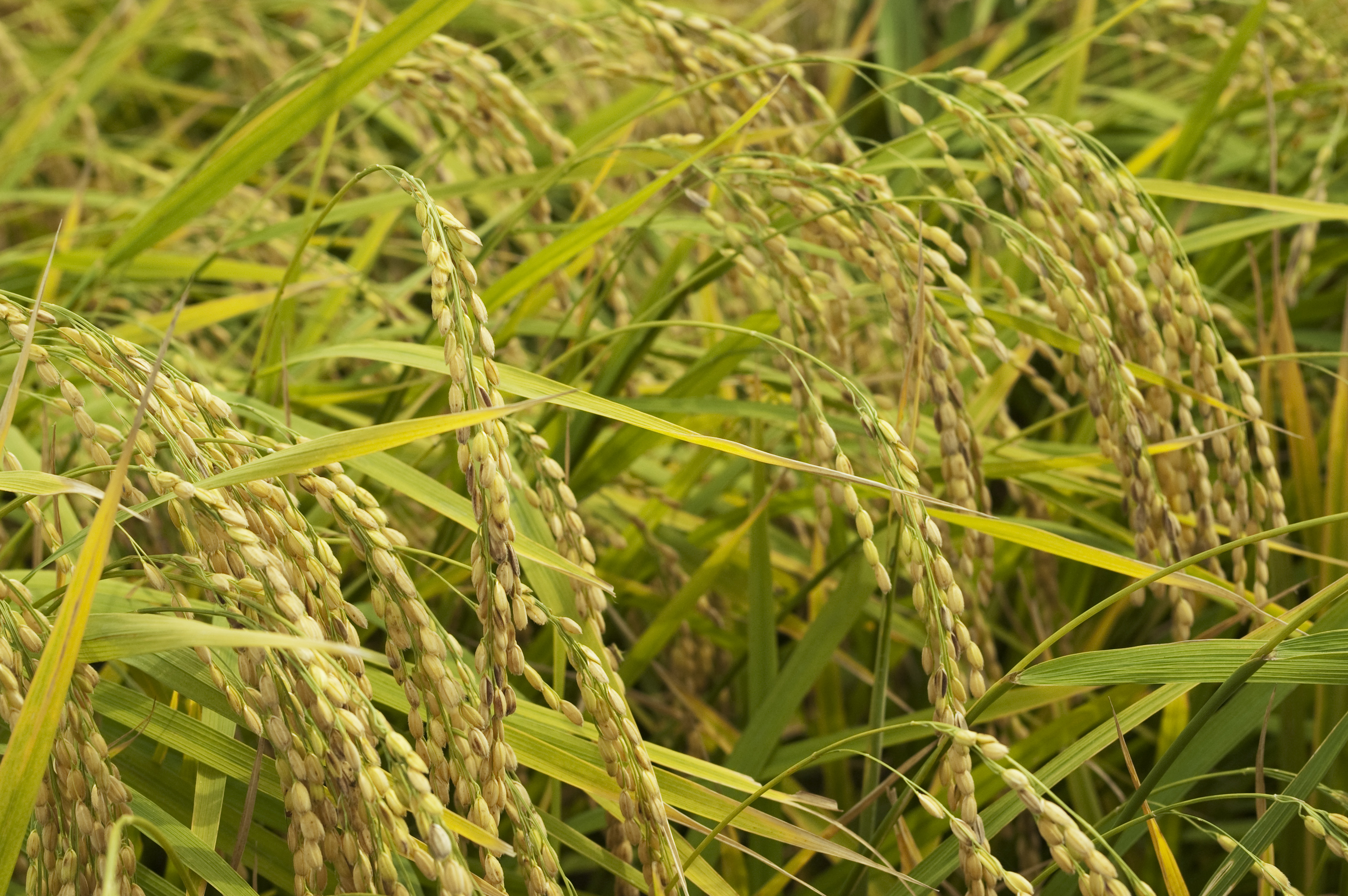 酉は 酒を造る壷 の象形文字 ブログ 菊正宗ネットショップ