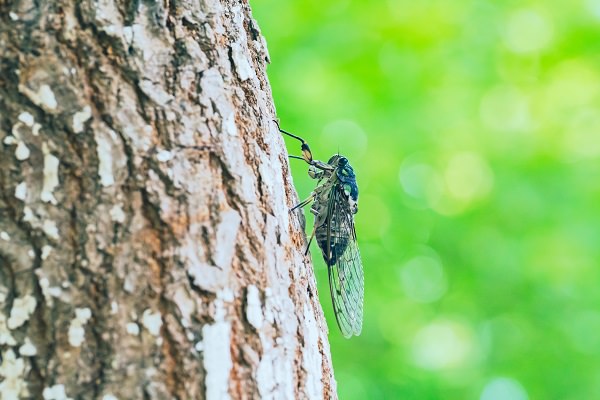 風流と捉えるか騒音と捉えるか 夏の風物詩 蝉の声 ブログ 菊正宗ネットショップ